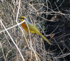 Telophorus sulfureopectus