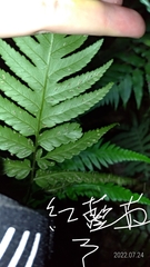 Diplazium taiwanense