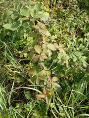 Rubus procerus