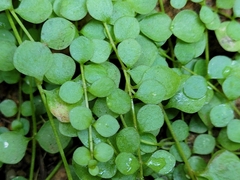 Lysimachia tenella