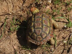 Homopus areolatus