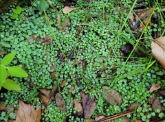 Lysimachia tenella