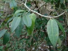 Drypetes lateriflora