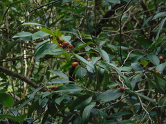 Drypetes lateriflora