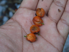 Drypetes lateriflora