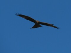 Milvus migrans parasitus