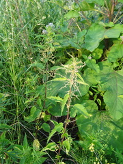 Urtica sondenii