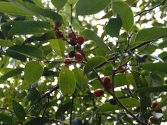 Drypetes lateriflora