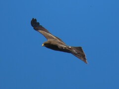 Milvus migrans parasitus