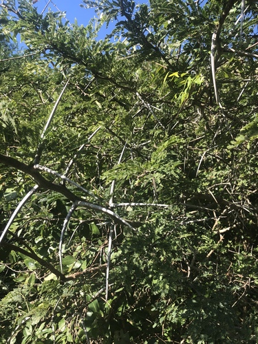 Vachellia kosiensis image