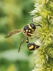 Eumenes mediterraneus