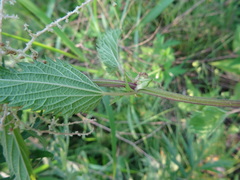 Urtica sondenii