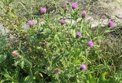 Cirsium serrulatum