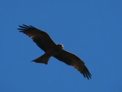 Milvus migrans parasitus