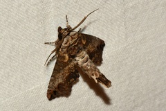 Paectes abrostoloides