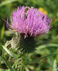 Cirsium serrulatum
