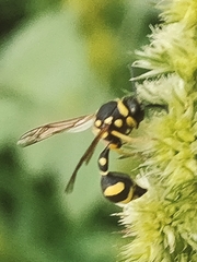 Eumenes mediterraneus