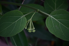 Euphorbiaceae