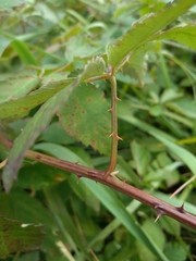 Rubus procerus