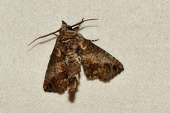 Paectes abrostoloides