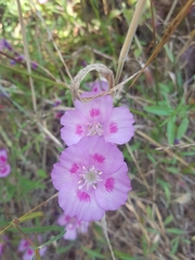 Clarkia amoena