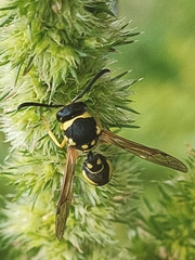 Eumenes mediterraneus