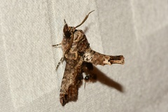 Paectes abrostoloides