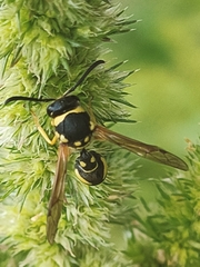 Eumenes mediterraneus