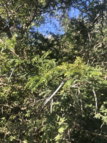 Vachellia kosiensis image