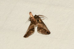 Paectes abrostoloides