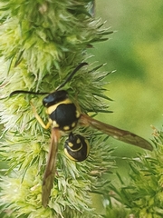 Eumenes mediterraneus