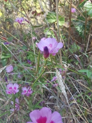 Clarkia amoena
