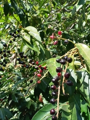 Prunus lusitanica
