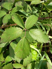 Rubus procerus