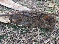 Rhabdomys pumilio