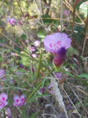 Clarkia amoena