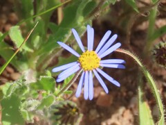 Felicia amoena