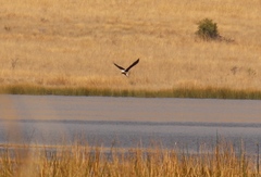 Haliaeetus vocifer