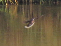 Streptopelia semitorquata