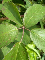 Rubus procerus