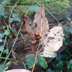 Pediaspis aceris
