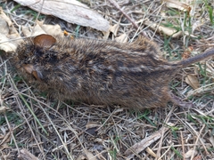 Rhabdomys pumilio