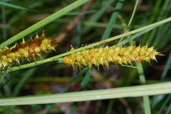 Carex rostrata