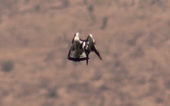 Ceryle rudis rudis