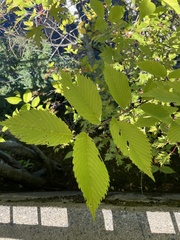 Ulmus
