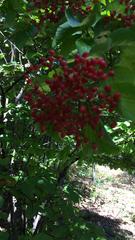 Viburnum dilatatum