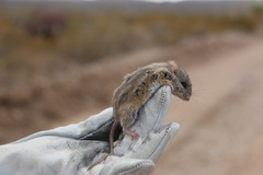 Peromyscus eremicus
