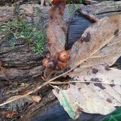Pediaspis aceris
