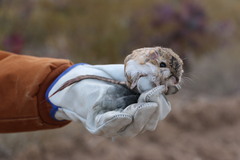 Peromyscus eremicus