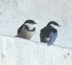 Hirundo albigularis
